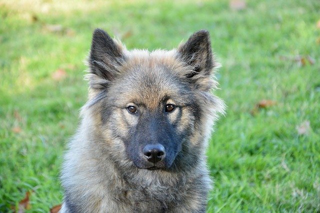 Free download Dog Eurasier Bitch Orlaya Blue free photo template to be edited with GIMP online image editor