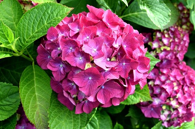 Free download Hydrangea Pink Nature free photo template to be edited with GIMP online image editor