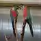 Parakeet Aviary Exotic