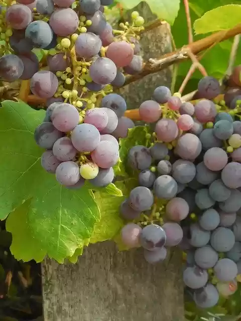 Free download Grapes Grapevine Vine free photo template to be edited with GIMP online image editor