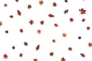 Free download 05 PS Overlay Leaves free photo or picture to be edited with GIMP online image editor