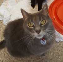 Free download 07-07-17 Millie free photo or picture to be edited with GIMP online image editor