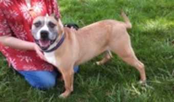 Free download 07-14-17 Dutchess free photo or picture to be edited with GIMP online image editor