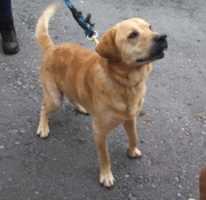 Free download 07-28-17 Tubbs free photo or picture to be edited with GIMP online image editor