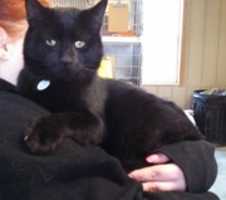 Free download 11-24-17 Percy free photo or picture to be edited with GIMP online image editor