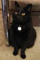 Free download 11-25-16 Furby free photo or picture to be edited with GIMP online image editor