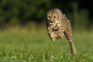 Free download 120802 Cheetah Photo Hmed 0145p Files.grid 6x 2 free photo or picture to be edited with GIMP online image editor