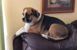 Free download 12-29-17 Lady 2017-12-28 Lady the Guard Dog 2 free photo or picture to be edited with GIMP online image editor