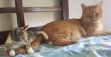 Free download 12-29-17 Seamus and Billie 2017 free photo or picture to be edited with GIMP online image editor