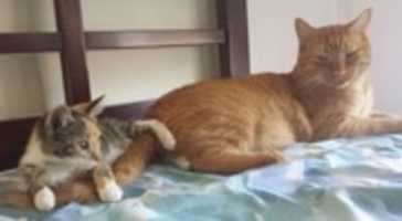 Free download 12-29-17 Seamus and Ronda-Billie free photo or picture to be edited with GIMP online image editor