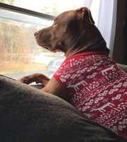 Free download 12-30-16 Sarg waiting for Santa free photo or picture to be edited with GIMP online image editor