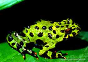 Free download 1 AA Bombina Orientalis 1 Editado 1 free photo or picture to be edited with GIMP online image editor