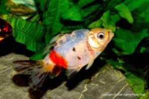 Free download 1 Con View NX 2 Reto 054 free photo or picture to be edited with GIMP online image editor