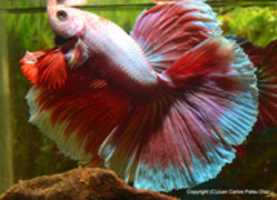 Free download 1 DSC 0688 free photo or picture to be edited with GIMP online image editor