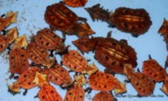 Free download 1 DSC 2445 Copia ( 2) free photo or picture to be edited with GIMP online image editor