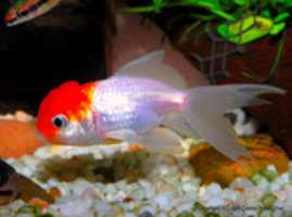 Free download 1 DSC 3159 Copia free photo or picture to be edited with GIMP online image editor