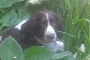 Free download 20141018 144036Springers free photo or picture to be edited with GIMP online image editor