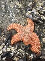 Free download 2020 Starfish Oregon Coast free photo or picture to be edited with GIMP online image editor