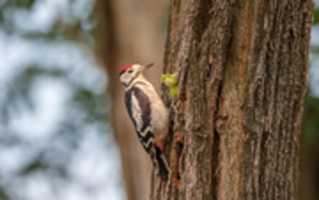 Free download 24.07.2017 / Bird / Bakovci free photo or picture to be edited with GIMP online image editor