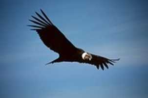 Free download 250px Colca Condor C 03 free photo or picture to be edited with GIMP online image editor