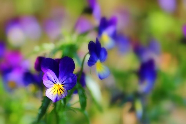 Free download 400–500 Flowers Pansy -  free photo or picture to be edited with GIMP online image editor