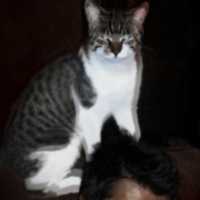 Free download 4s free photo or picture to be edited with GIMP online image editor