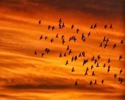 Free download 55741 Birdsonorange 1280x 1024 free photo or picture to be edited with GIMP online image editor