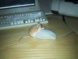 Free download 56 FB 75 FB 5 FF 3 4 CBD 9608 7 E 16 AC 0332 FB free photo or picture to be edited with GIMP online image editor