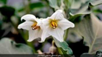 Free download 7 free photo or picture to be edited with GIMP online image editor