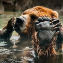 A Bear’s Tranquil Moment in the Water  screen for extension Chrome web store in OffiDocs Chromium