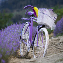A Bicycle in a Lavender Field  screen for extension Chrome web store in OffiDocs Chromium