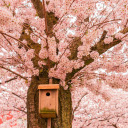 A Birdhouse on Cherry Blossom Tree  screen for extension Chrome web store in OffiDocs Chromium