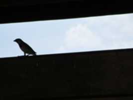 Free download A Bird on Top of the Crescent Park Stage free photo or picture to be edited with GIMP online image editor