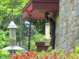 Free download A Bluebird at the Audubon Society free photo or picture to be edited with GIMP online image editor