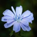 A blue flower  screen for extension Chrome web store in OffiDocs Chromium