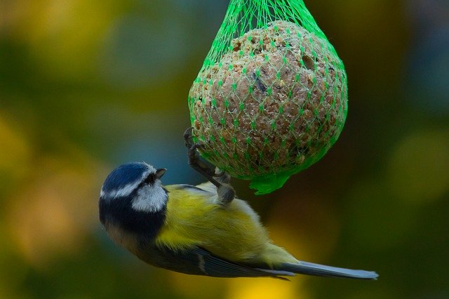 Free download A Blue Tit Bird Nature -  free photo or picture to be edited with GIMP online image editor