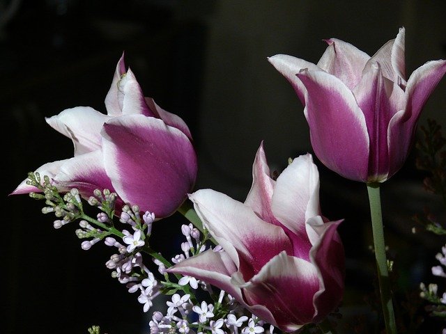 دانلود رایگان A Bouquet Of Tulips Spring - عکس یا تصویر رایگان قابل ویرایش با ویرایشگر تصویر آنلاین GIMP