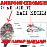 Free download About Cebong Kecebong free photo or picture to be edited with GIMP online image editor