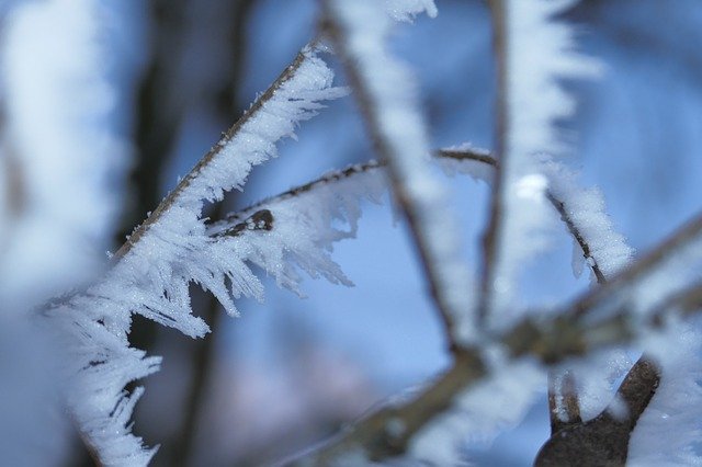 Free download A Branch Winter Frost -  free photo or picture to be edited with GIMP online image editor
