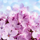 A Breath of Spring  screen for extension Chrome web store in OffiDocs Chromium