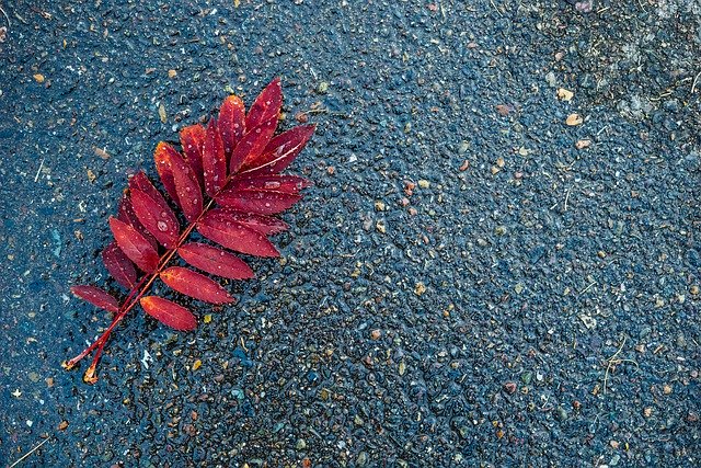 Descărcare gratuită Abstract Autumn Background - fotografie sau imagini gratuite pentru a fi editate cu editorul de imagini online GIMP