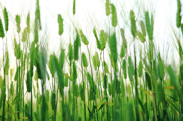 Free download abstract barley field green barley free picture to be edited with GIMP free online image editor