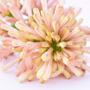 A bunch of flowers  screen for extension Chrome web store in OffiDocs Chromium