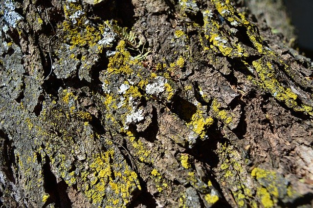 Bezpłatne pobieranie Acacia Bark Lichen - bezpłatne zdjęcie lub obraz do edycji za pomocą internetowego edytora obrazów GIMP