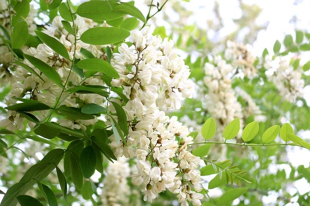 Unduh gratis Bunga Acacia Flower - foto atau gambar gratis untuk diedit dengan editor gambar online GIMP