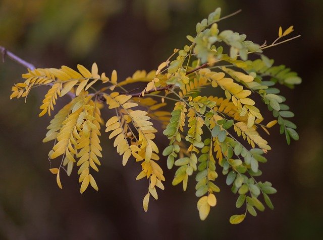 Free picture Acacia Leaves Yellow -  to be edited by GIMP free image editor by OffiDocs
