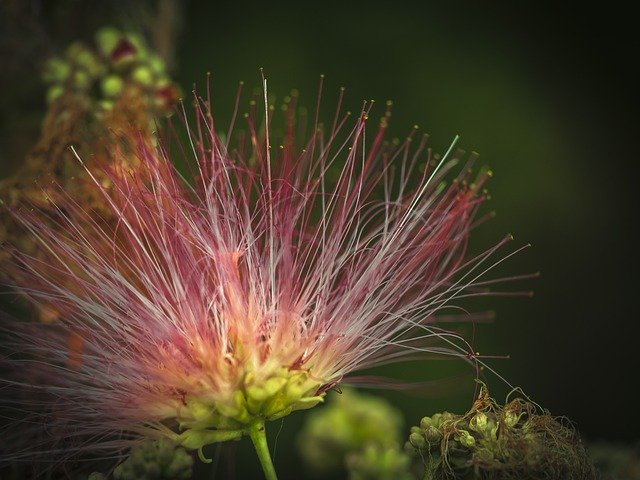 コンスタンティノープルの花のアカシアを無料でダウンロード-GIMPオンライン画像エディタで編集できる無料の写真または画像