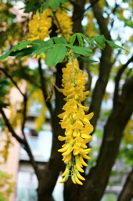 Free download Acacia Tree Flower -  free photo or picture to be edited with GIMP online image editor