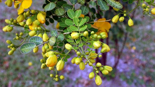 Free download Acacia Tree Nature -  free photo or picture to be edited with GIMP online image editor