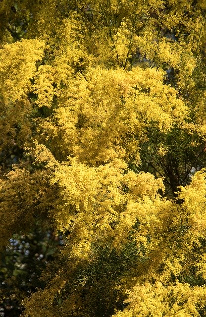 Download gratuito Acacia Wattle Flowers - foto o immagine gratuita da modificare con l'editor di immagini online di GIMP